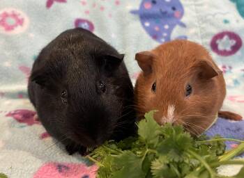 Rescue Guinea Pig Guinea Pigs for Adoption in Los Angeles, California - Mama Misty And Baby Drizzle | PetCurious